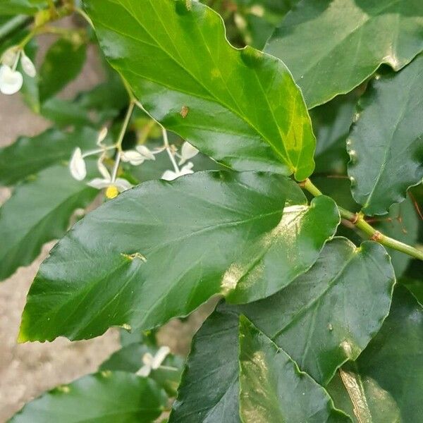 Begonia undulata Folha