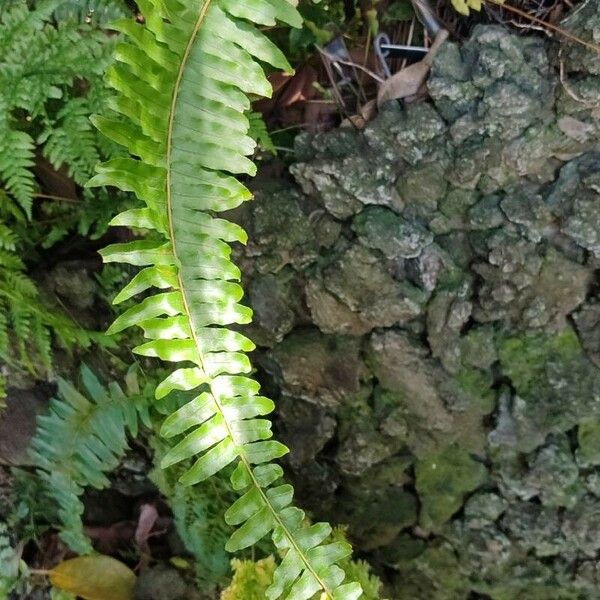 Nephrolepis exaltata Leaf