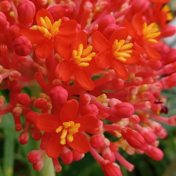 Jatropha multifida Кветка