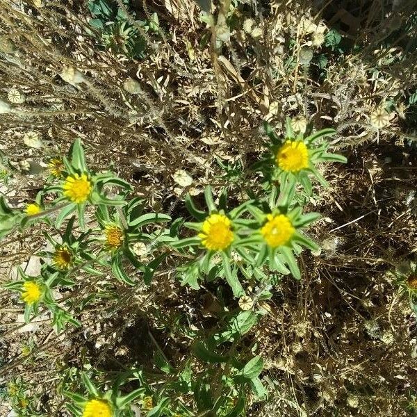 Asteriscus aquaticus Flower