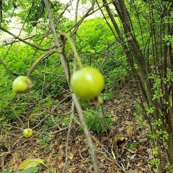 Rosa multiflora फल