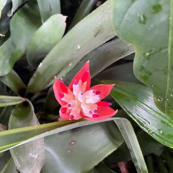 Billbergia pyramidalis Kvet