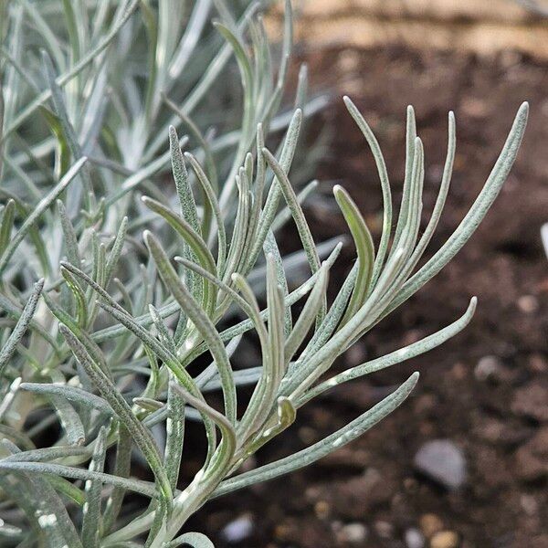 Helichrysum italicum Leaf