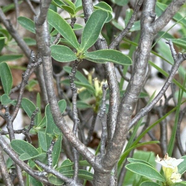 Daphne alpina Bark