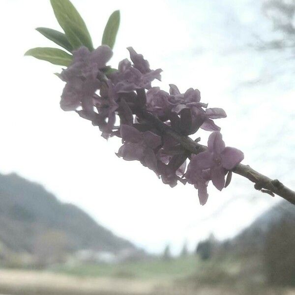 Daphne mezereum Flower