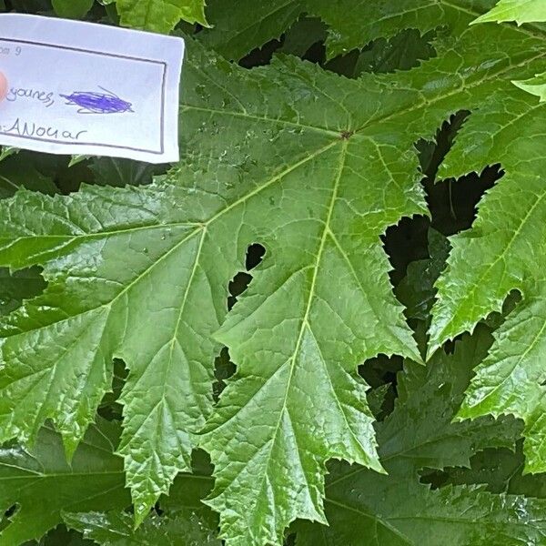 Heracleum mantegazzianum Leaf