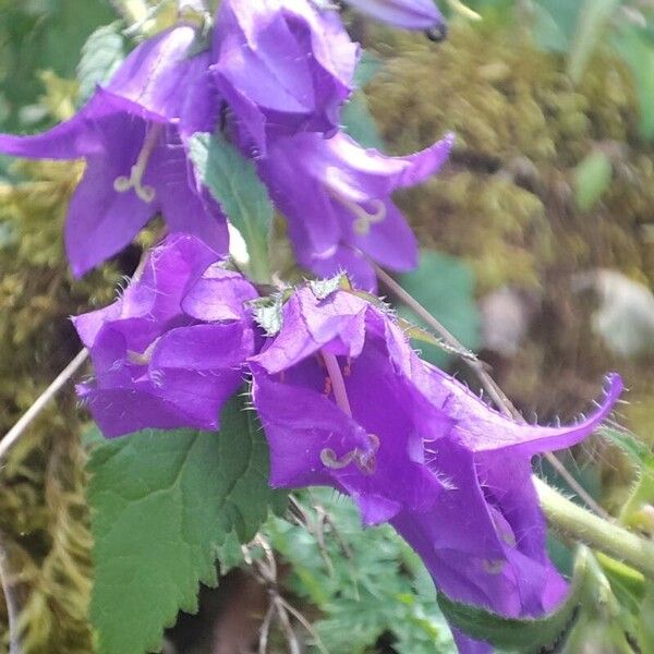 Campanula latifolia Virág