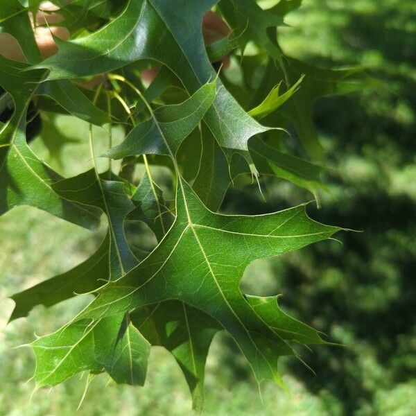 Quercus coccinea Лист