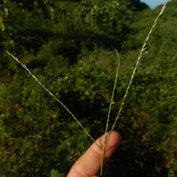 Digitaria ciliaris Кветка