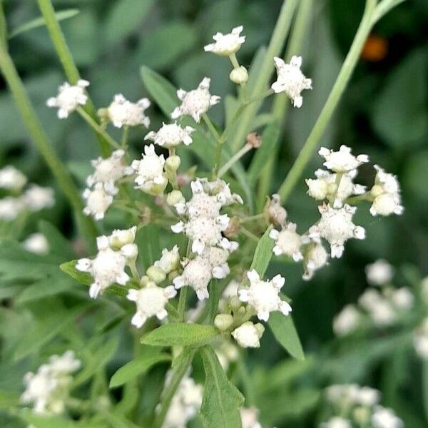 Parthenium hysterophorus Fleur