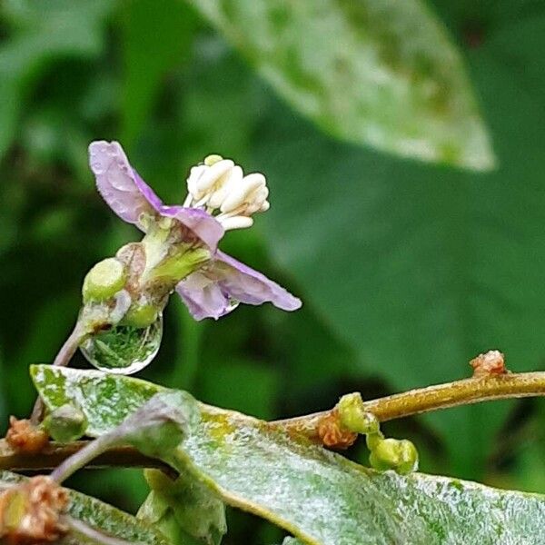 Lycium barbarum 花