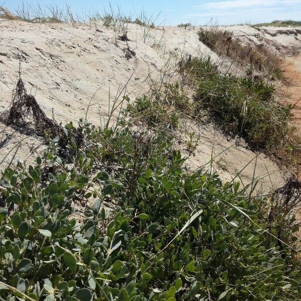 Atriplex portulacoides Buveinė