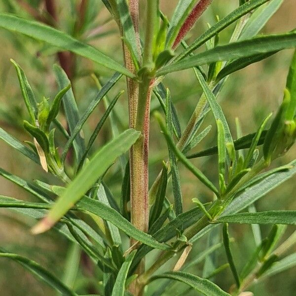 Epilobium dodonaei List