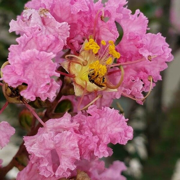 Lagerstroemia speciosa फूल