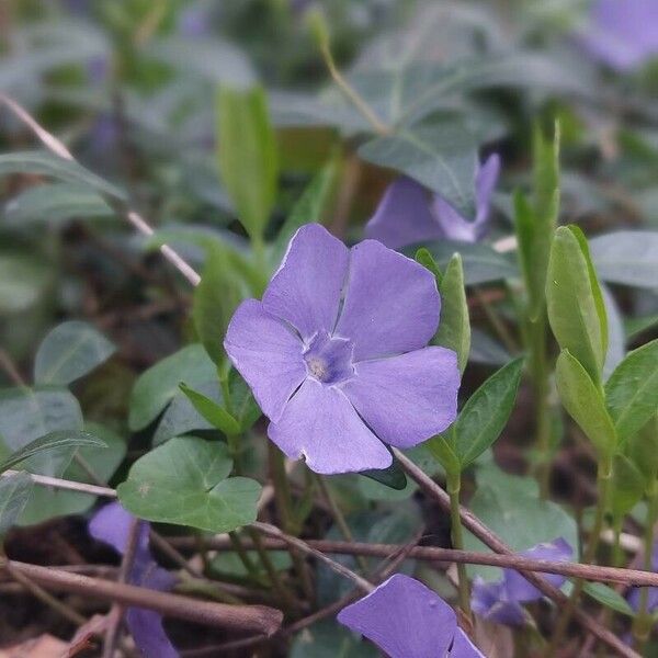 Vinca minor പുഷ്പം