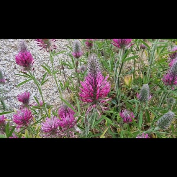 Trifolium purpureum Flower