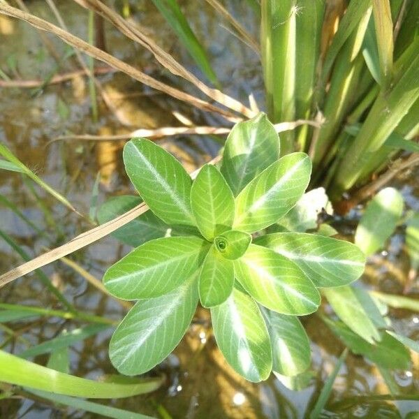 Ludwigia adscendens Feuille