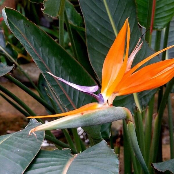 Strelitzia reginae Flower