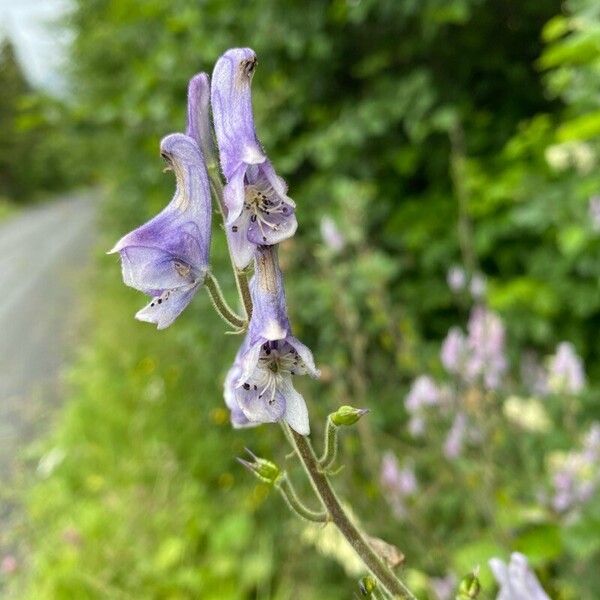 Aconitum septentrionale പുഷ്പം