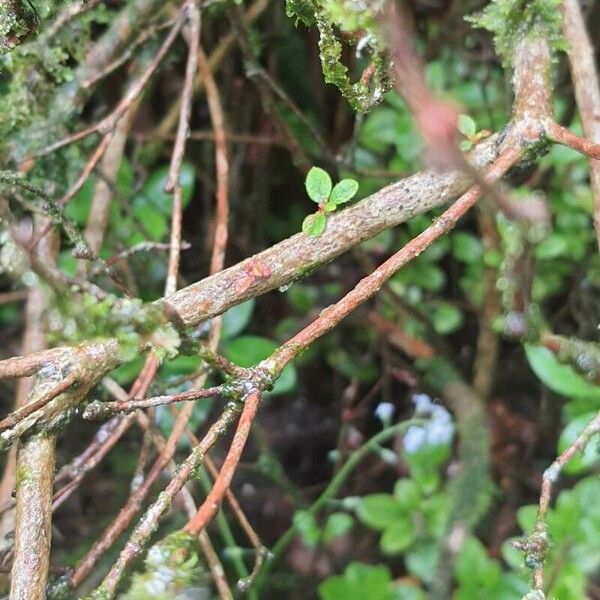 Rhododendron indicum 樹皮