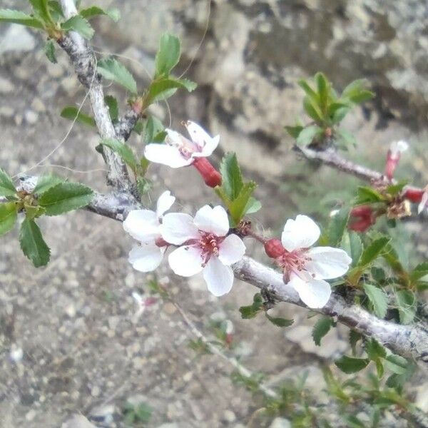 Prunus prostrata Λουλούδι