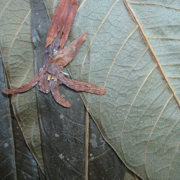 Erythrochiton brasiliensis Arall