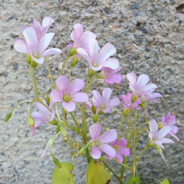 Oxalis debilis Blomst