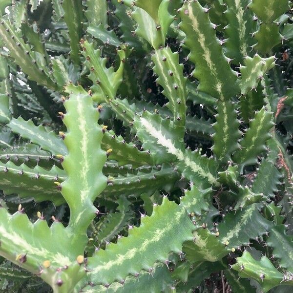 Euphorbia lactea Folio