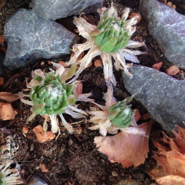 Sempervivum arachnoideum Blad