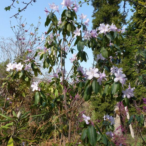 Rhododendron moulmainense Hábito