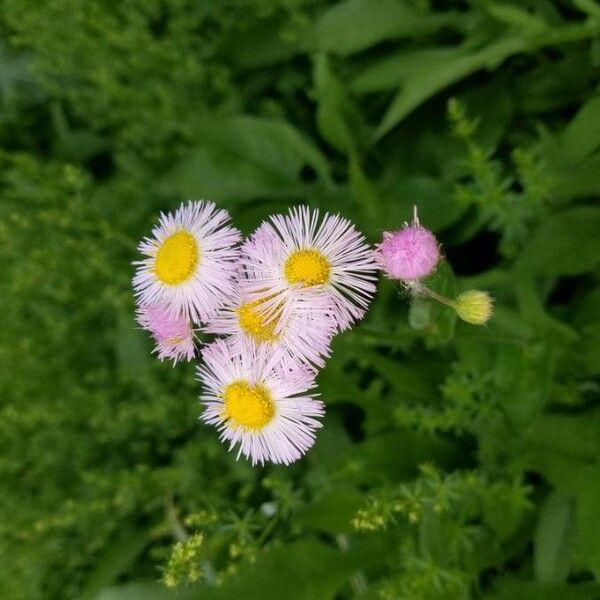 Erigeron glabellus 花