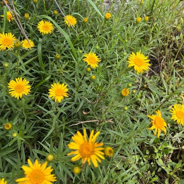 Pentanema ensifolium Natur