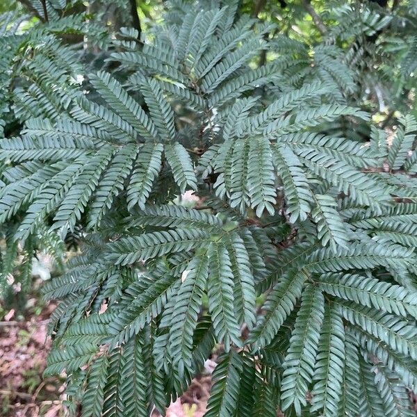 Cojoba arborea Lapas