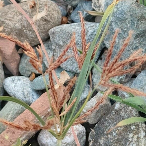 Cyperus rotundus Фрукт