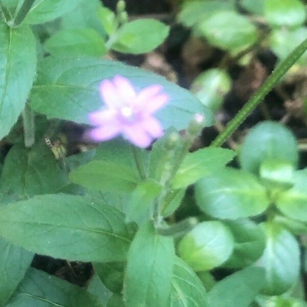 Epilobium parviflorum Blomst