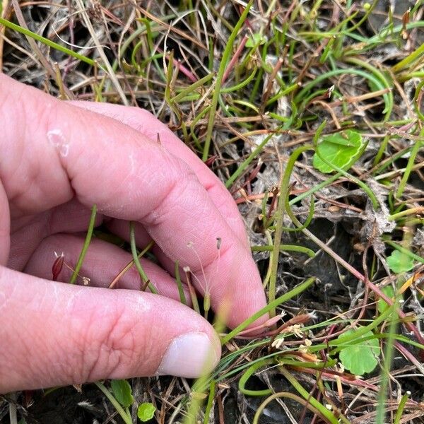 Littorella uniflora Flower