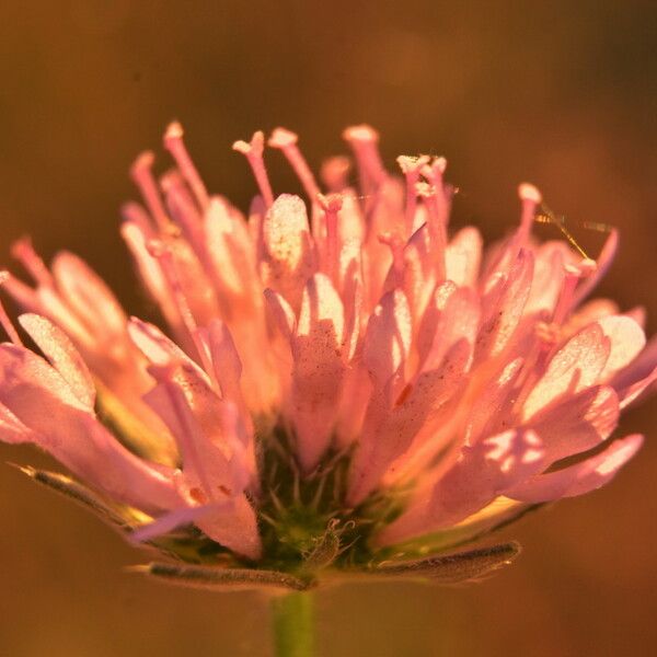 Knautia collina Blomma