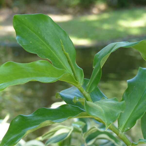 Hellenia speciosa Other