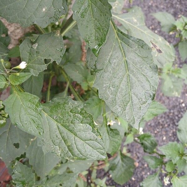 Solanum nigrum 葉