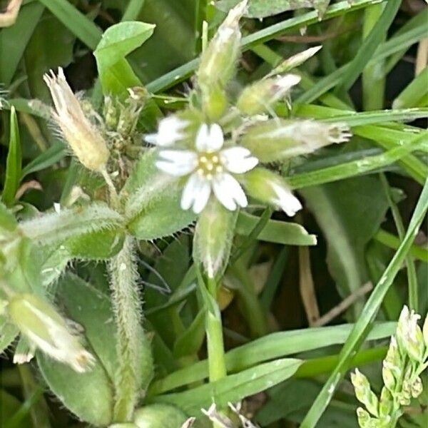 Cerastium fontanum Květ