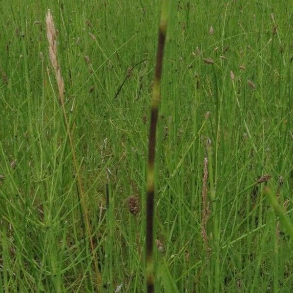 Equisetum palustre Feuille