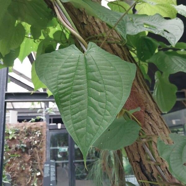 Dioscorea bulbifera Blatt