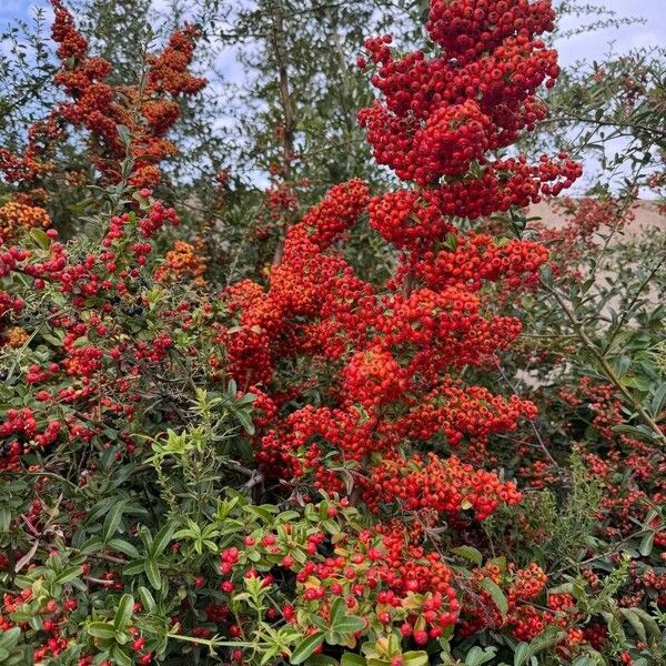 Pyracantha coccinea Fruct