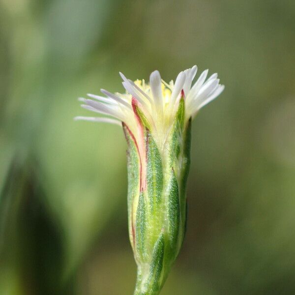 Symphyotrichum subulatum Цвят