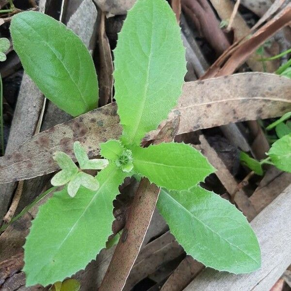 Emilia fosbergii Leaf