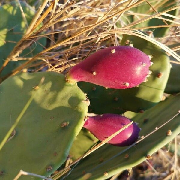 Opuntia ficus-indica 果實