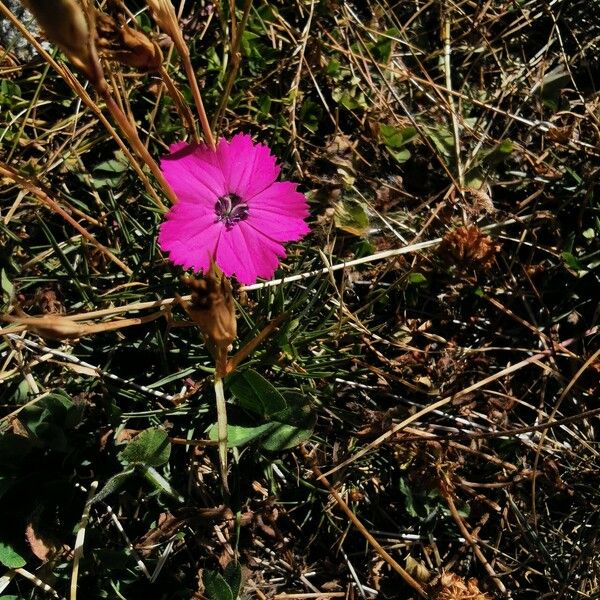 Dianthus pavonius 花