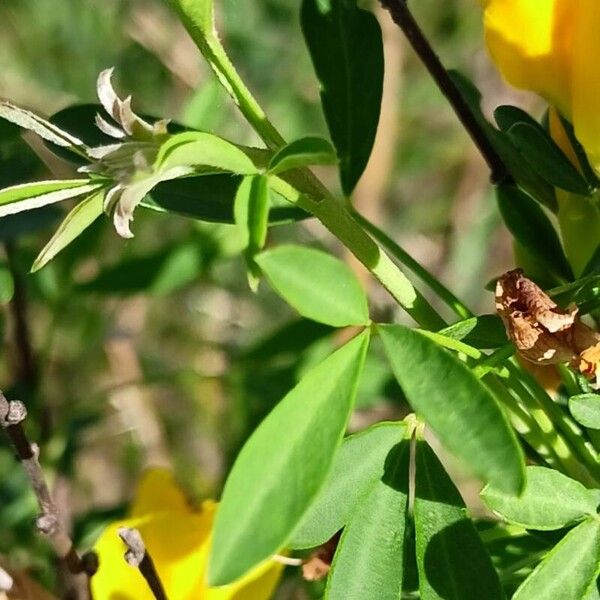 Chamaecytisus ruthenicus Leaf