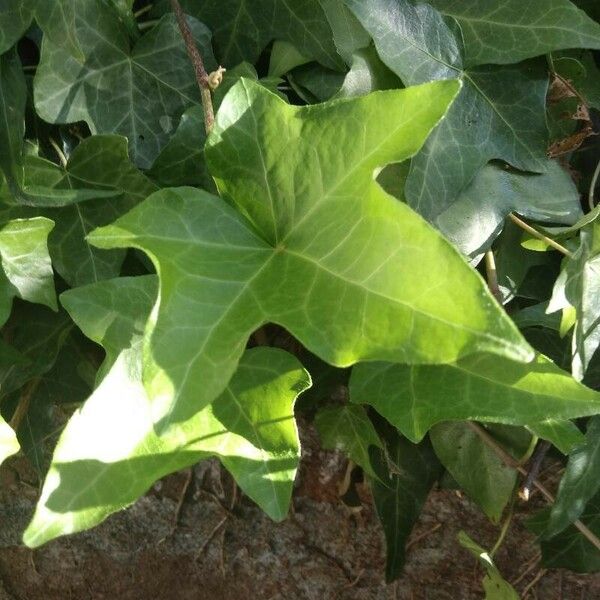 Hedera hibernica Folha