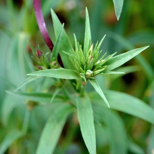 Dianthus barbatus List